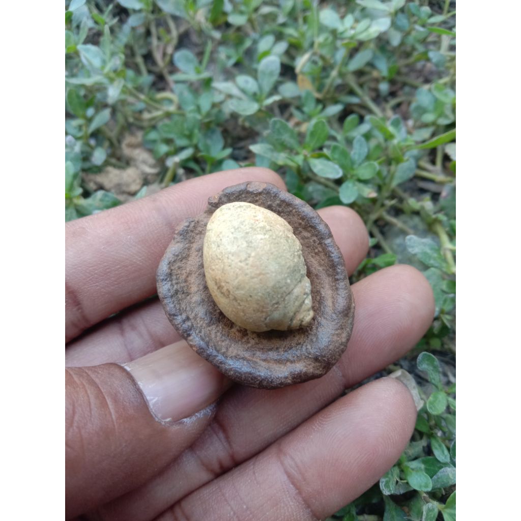 keong Buntet + gentongan batu selonatah