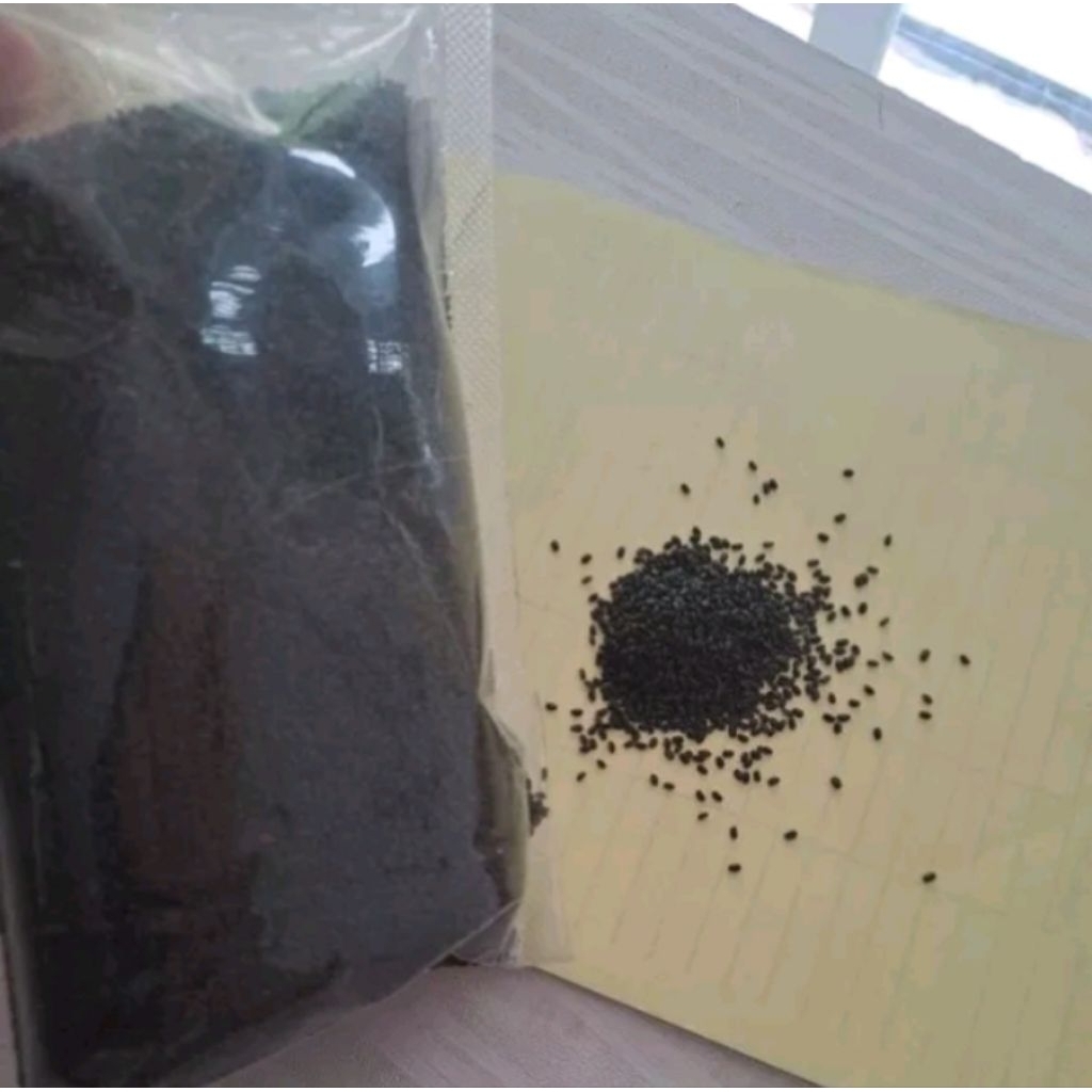 

biji selasih per 1 kg