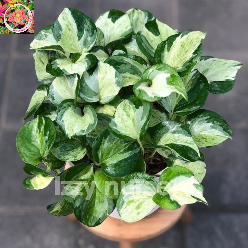 Tanaman Hias Hidup Srigading Manjula Tanaman Srigading Rimbun Berkualitas