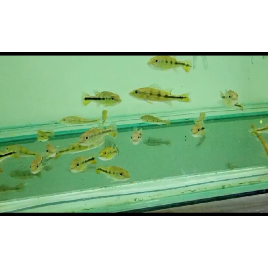 pbass pinima 9-10 cm doyan pelet