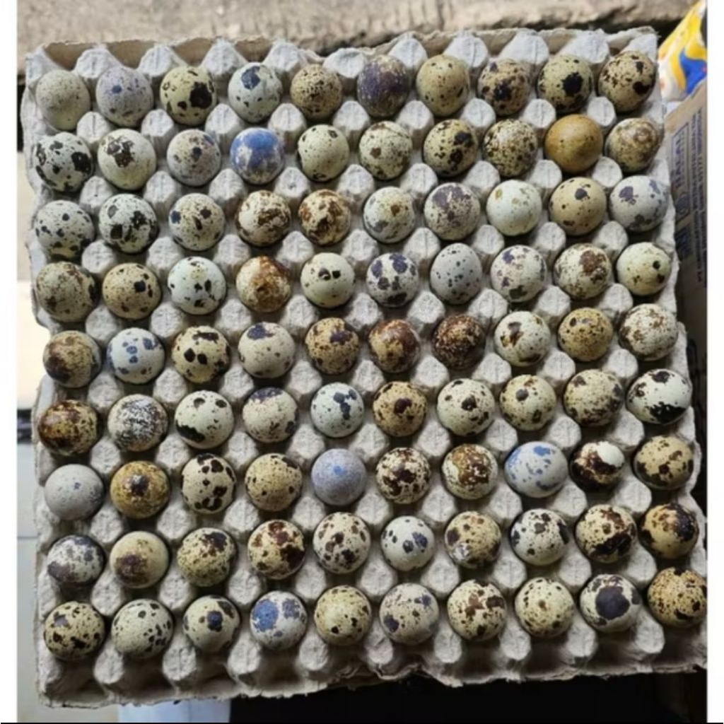 

AL136-Telor puyuh mentah fresh langsung dari kandang greet A isi 1trey/90 butir termurah