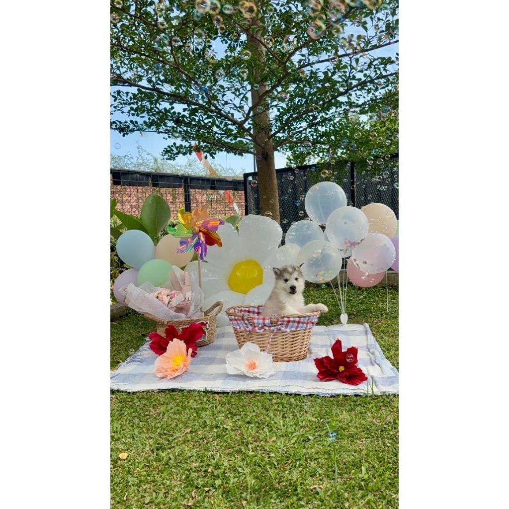 OPEN BOOKING SUPERB QUALITY ALASKAN MALAMUTE PUPPIES