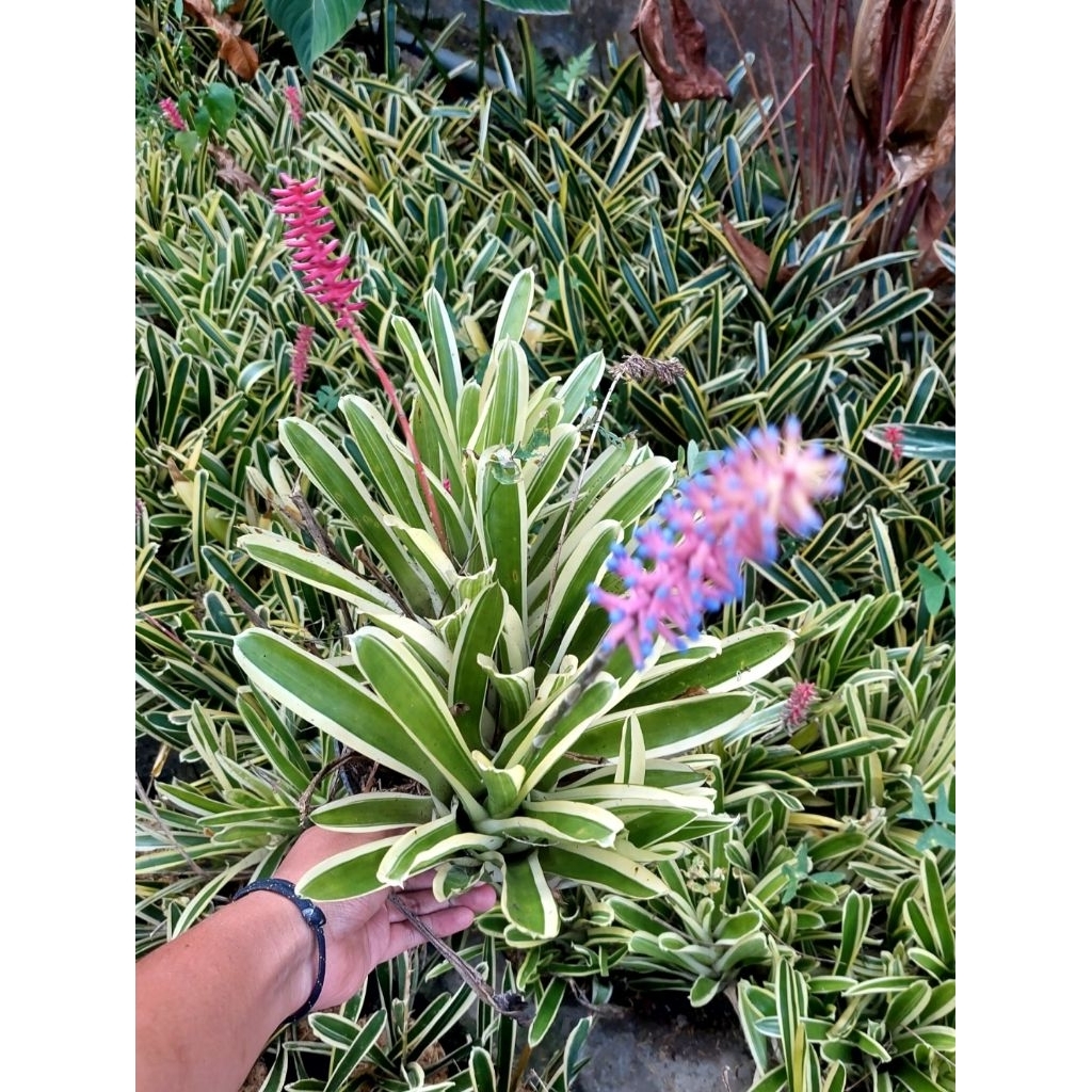 Bromelia Jagung - Bromelia Varigata - Bromelia Hias -  Bromelia Taman - Bromelia Koleksi - Bromelia