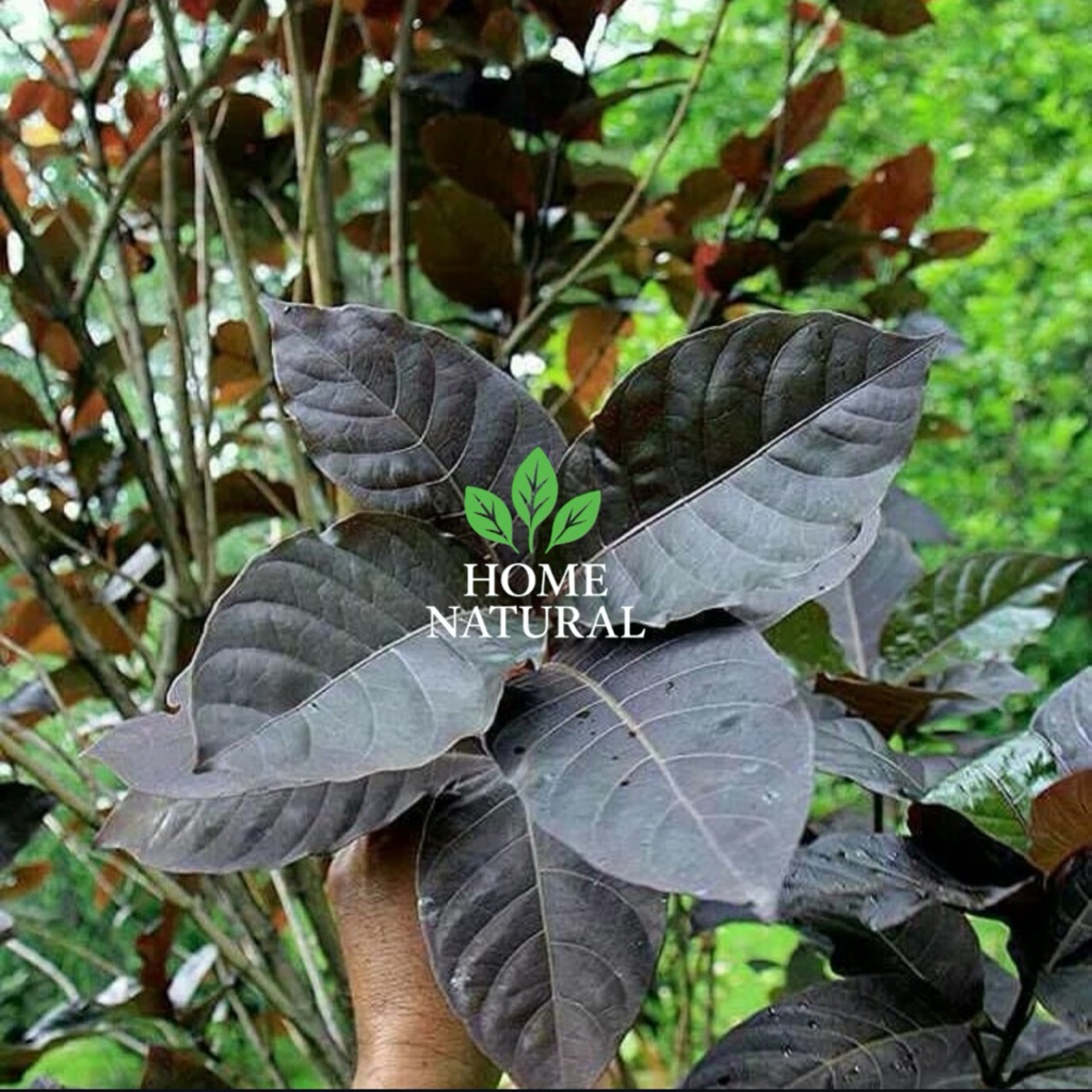 Daun Ungu Atau Daun Handeleum, Herbal Daun handeleum(Daun ungu)