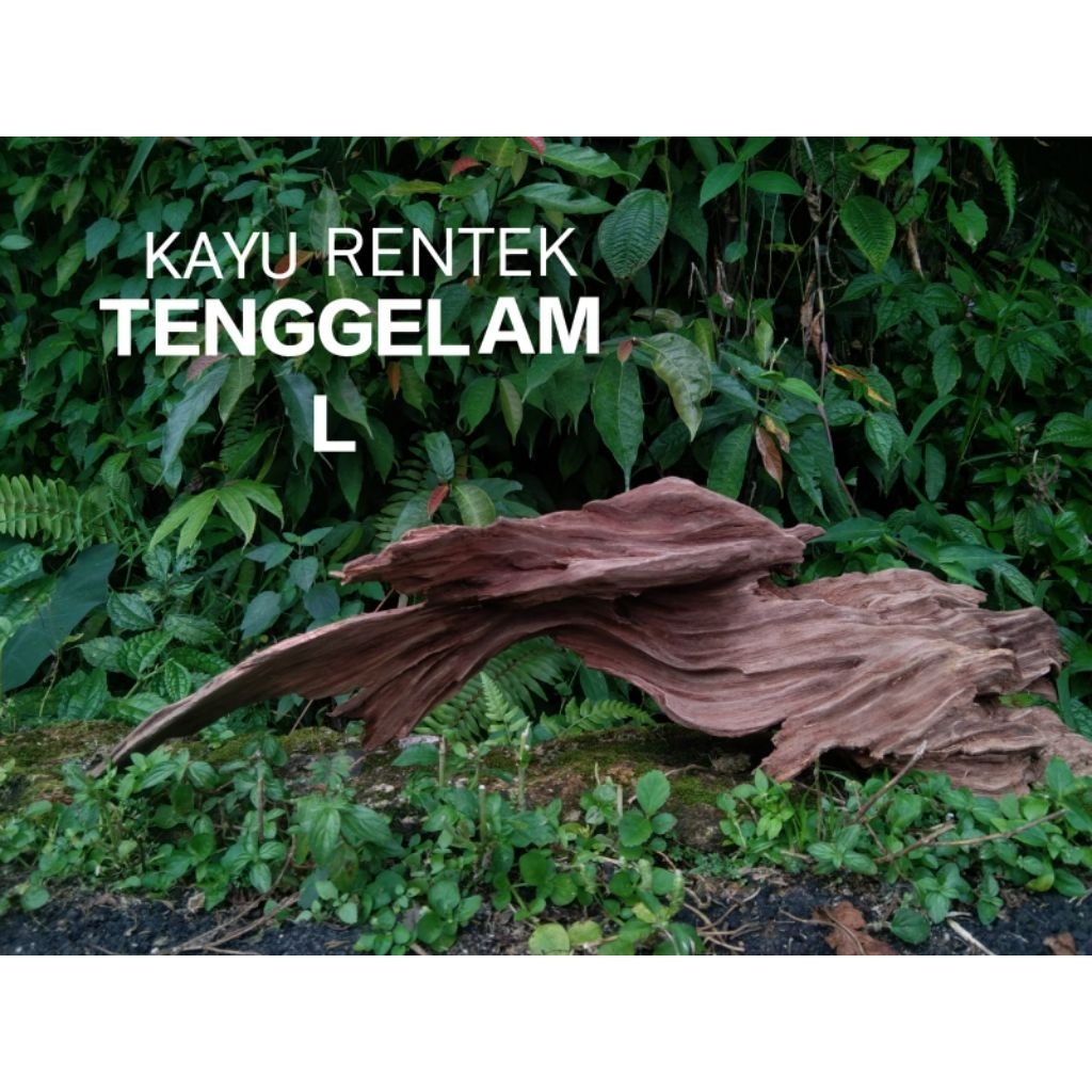 Kayu rentek aquascape size L tenggelam