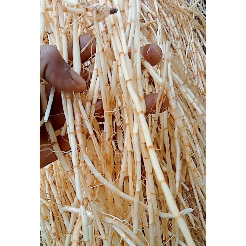 

akar Alang Alang segar 2 kg