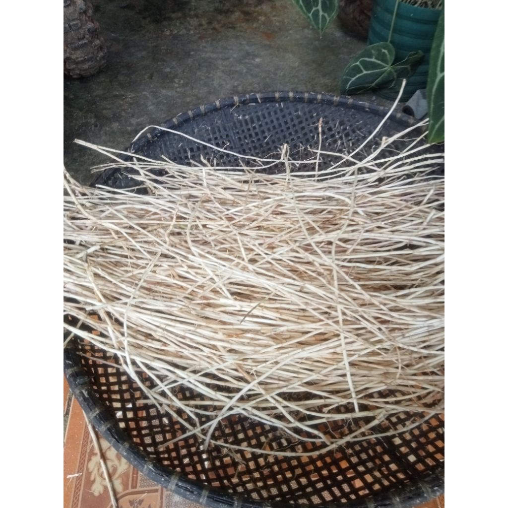 

Akar Alang Alang 1kg 35000