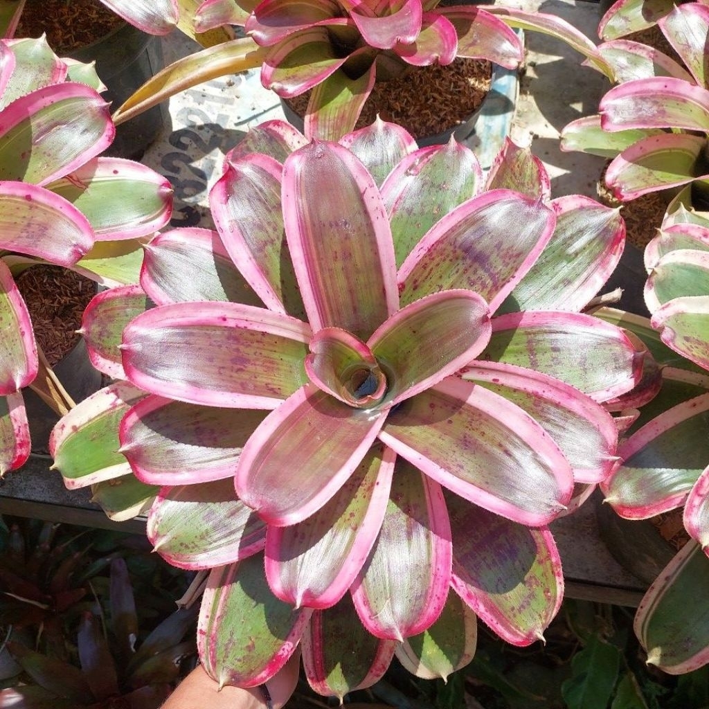 Bromelia Morado - Bromelia Pink - Bromelia Koleksi - Bromelia Hias - Bromelia Taman - Bromelia