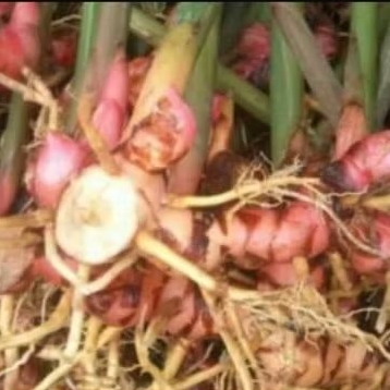 

500 Gram Lengkuas Merah Segar - Laos Merah -Laja merah