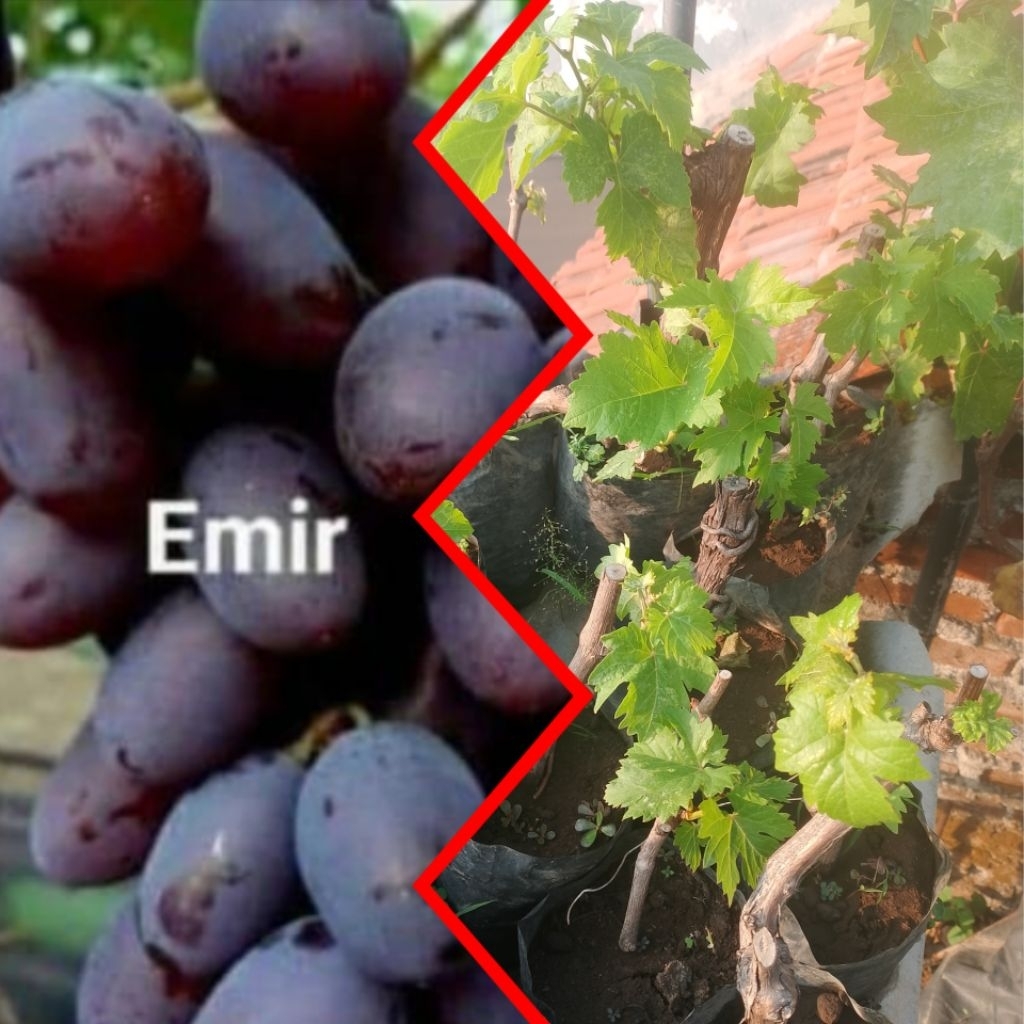 

Bibit Anggur Import EMIR