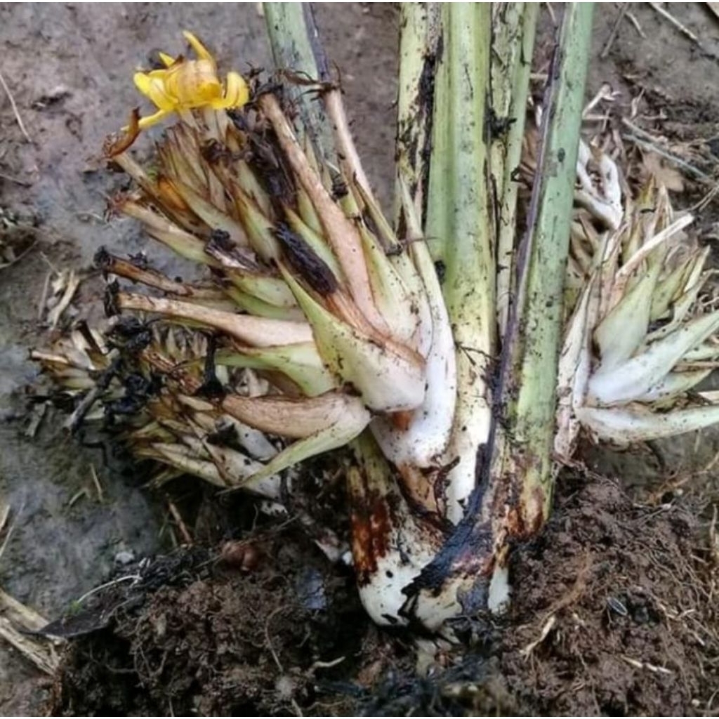 

buah marasi/miracle fruit 100 gram