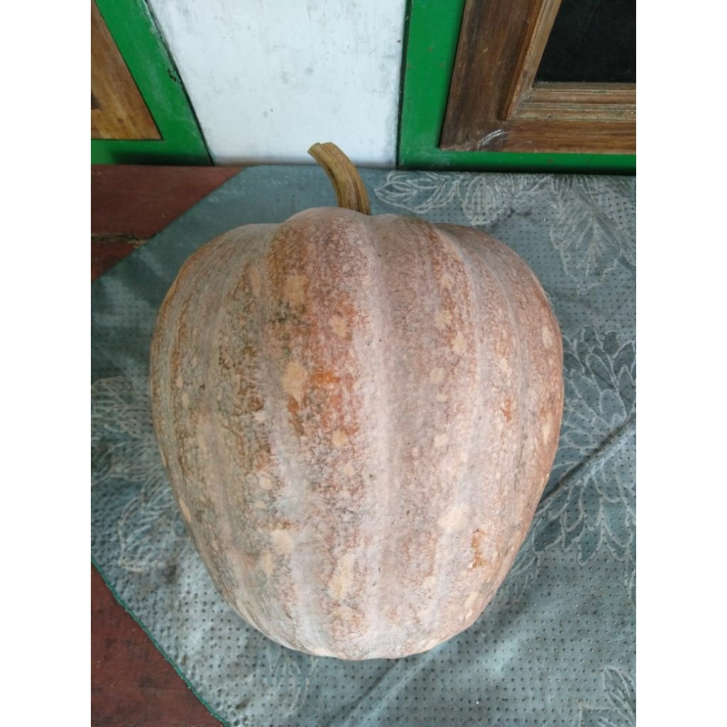 Benih_biji labu raksasa -(isi 5 )