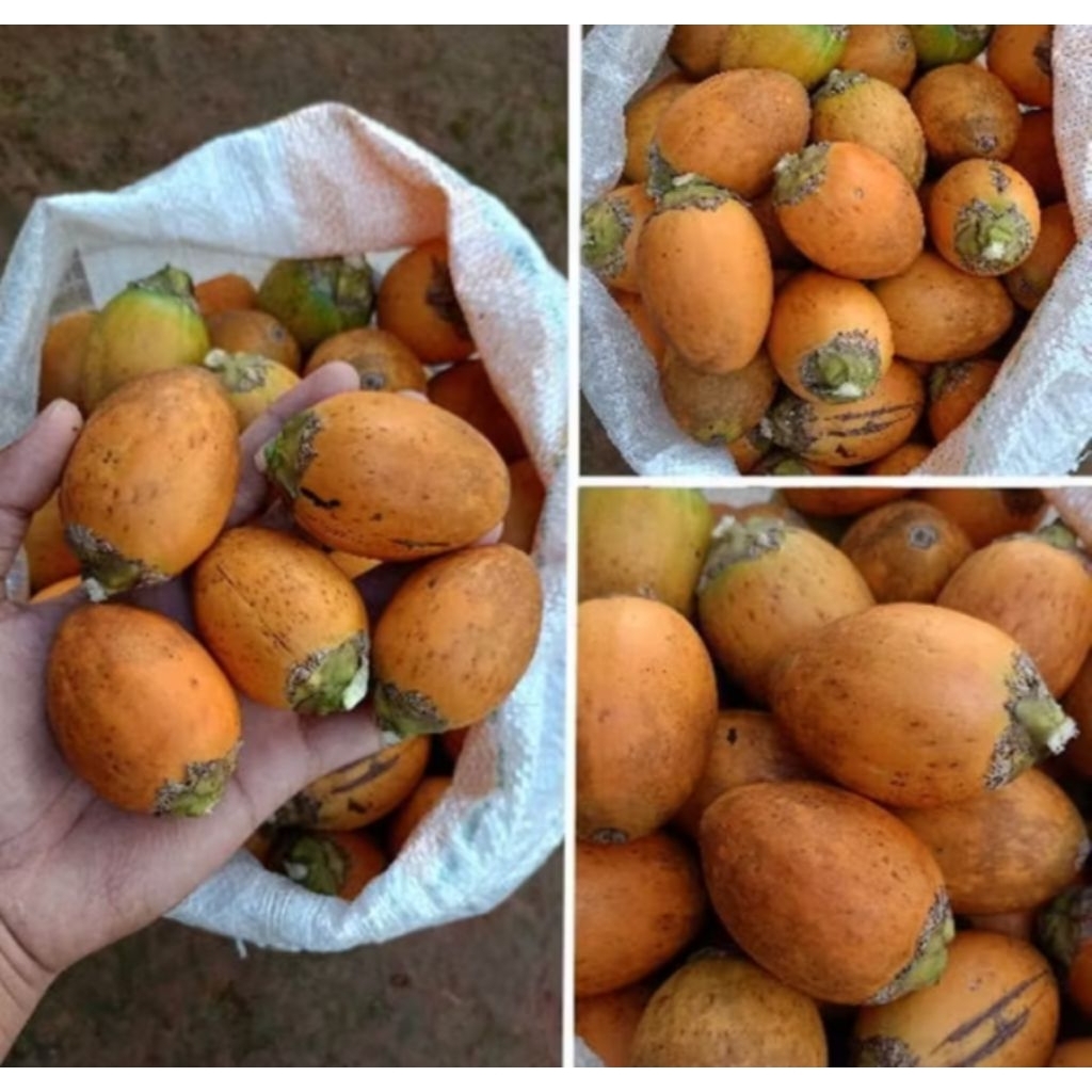 

PROMO!! BUAH PINANG TUA MATANG DARI POHON 1KG TERBATAS