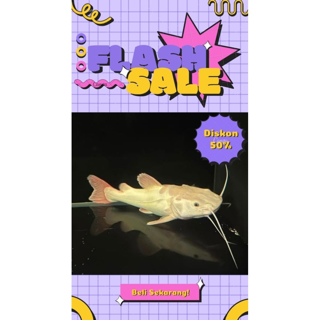 Red Tail Cat Fish (RTC Phantom) 10-12CM Grade A #PromoSpecial