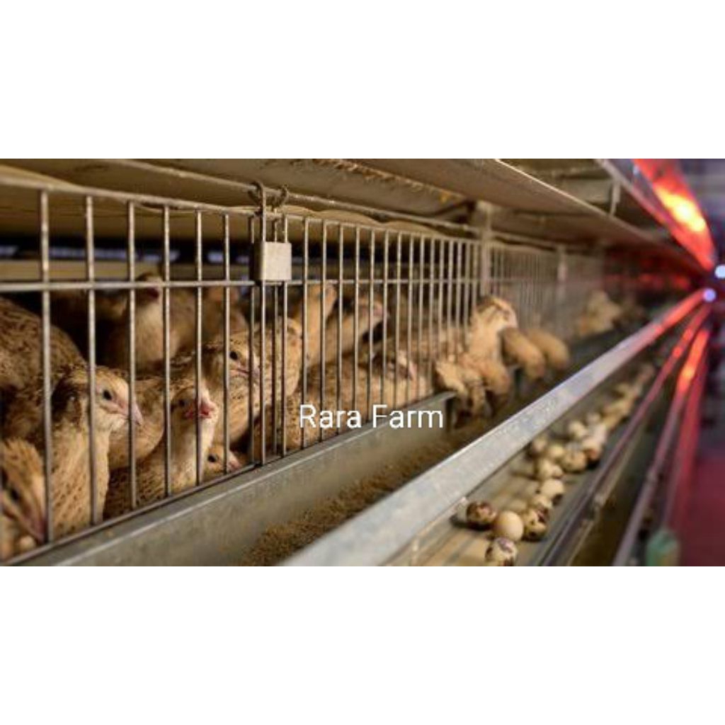 

Telur Tetas Puyuh Autumn Cross FS – Sexing Warna (Final Stock)