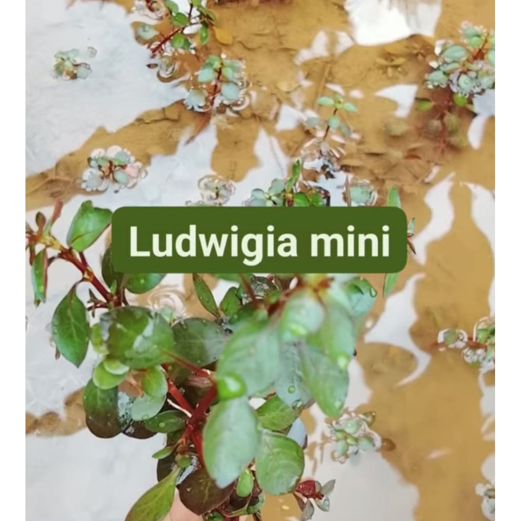 ludwigia mini