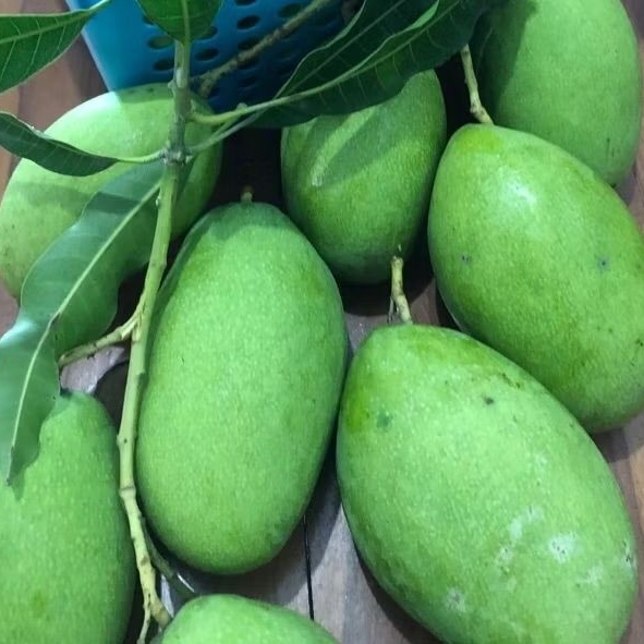 

Mangga muda segar murah 1kg rujak pencit