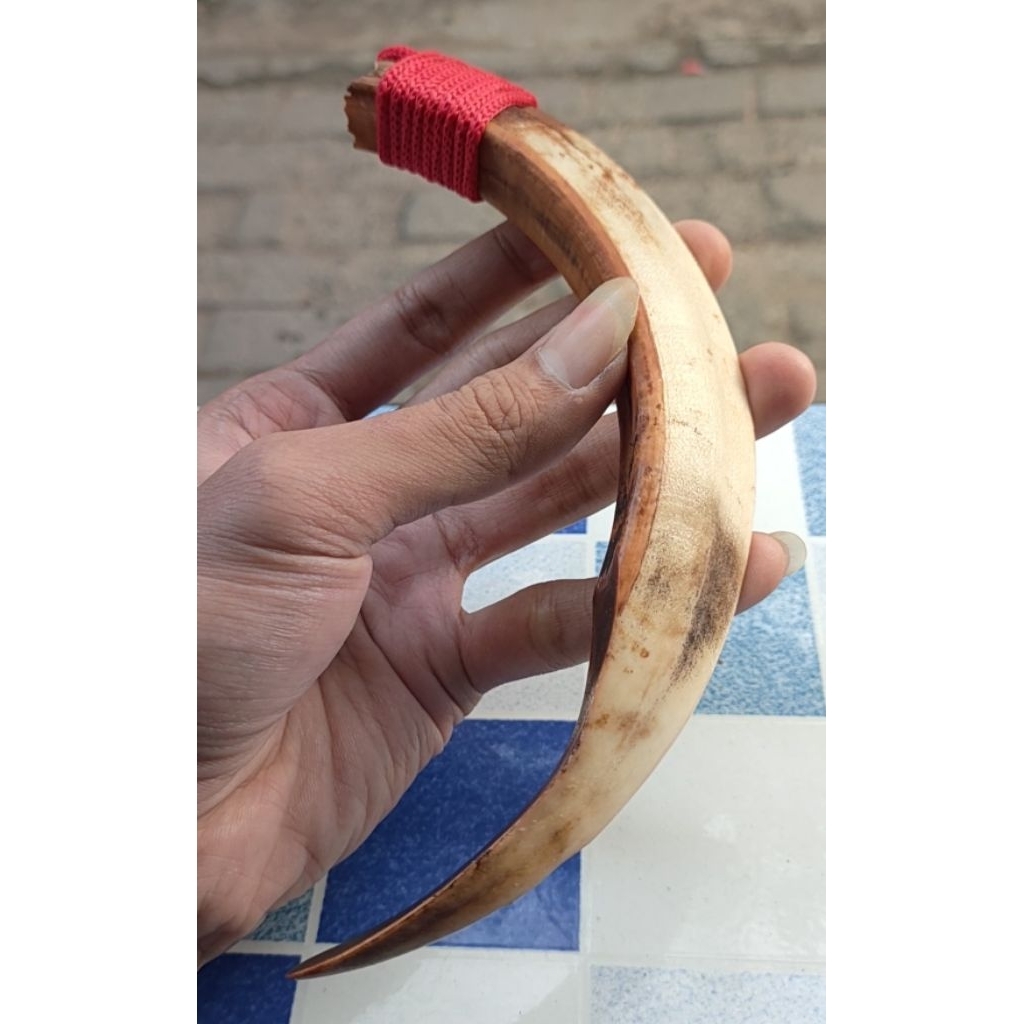 Kalung taring babi asli jumbo 17cm