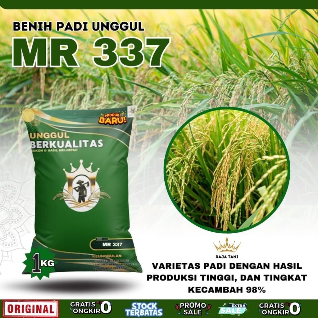 BENIH PADI BIBIT PADI MR 337 ORIGINAL KEMASAN 1KG BERKUALITAS