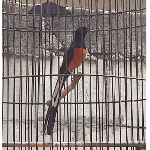 Murai Batu Gacor Prospek Atau siap Gantang dan Prestasi Fullset