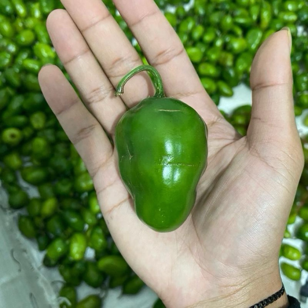 cabe gendot fress dieng wonosobo