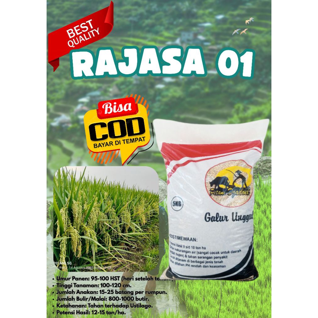 BIBIT PADI UNGGUL RAJASA 01
