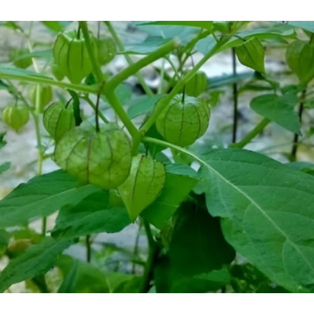 

batang buah daun ceplukan segar