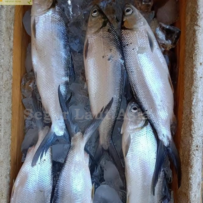 

Ikan Bandeng 1Kg Ikan Bandeng Segar