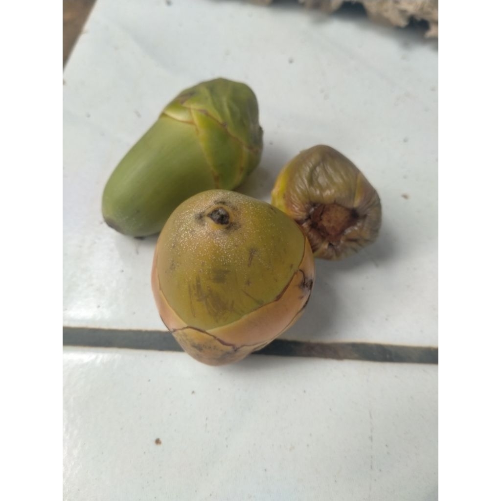 

bluluk kelapa isi 10