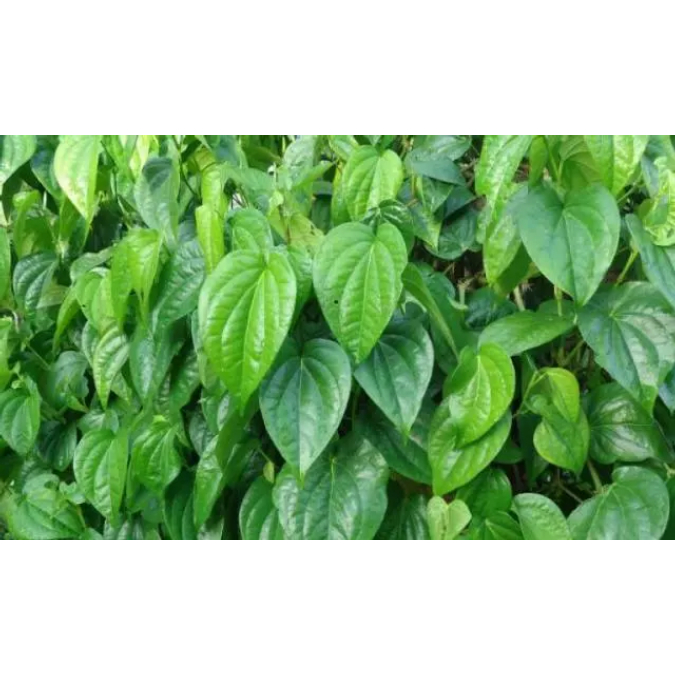 

Daun Sirih Segar Langsung Petik Dari Kebun / Daun Sirih