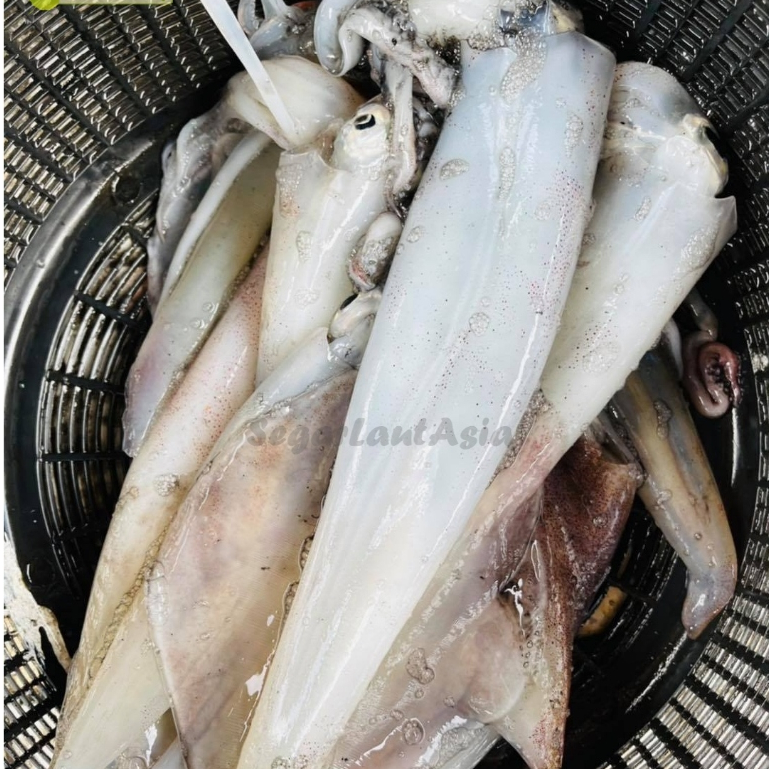 Cumi Bangka 2Kg Cumi Bangka Segar Cumi Besar Cumi Jumbo Seafood Cumi Cumi Segar