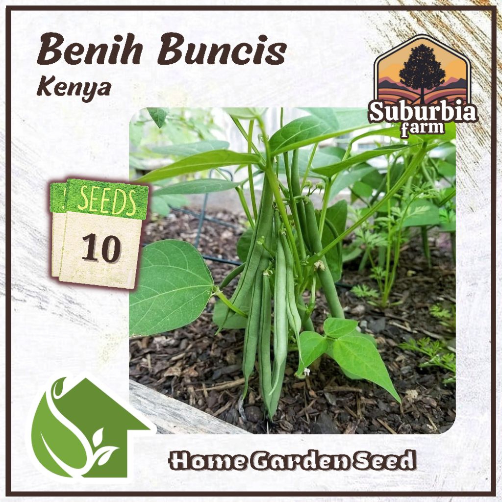IS 10 Biji Benih Buncis Kenya Bibit Buncis Baby Tidak Merambat
