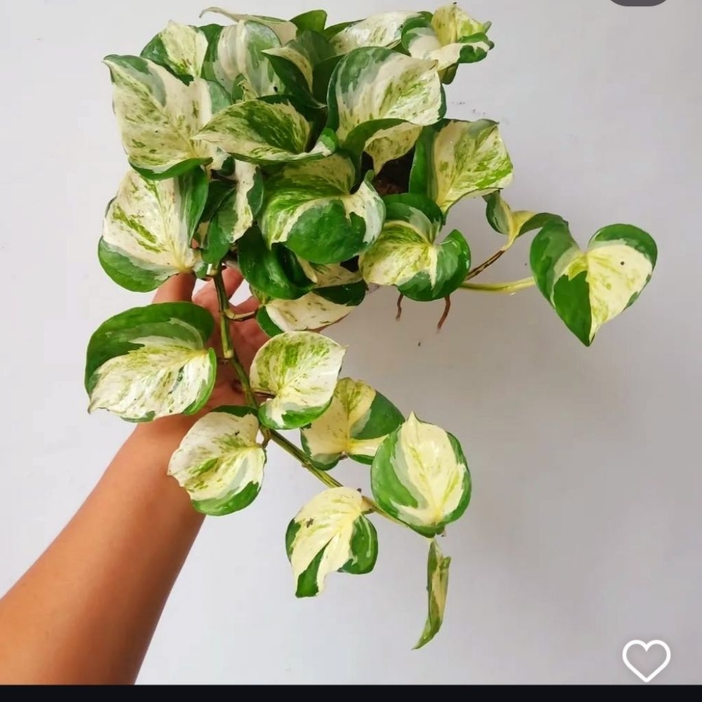 Tanaman Hias Sirih Manjula Prefect Remaja Rimbun