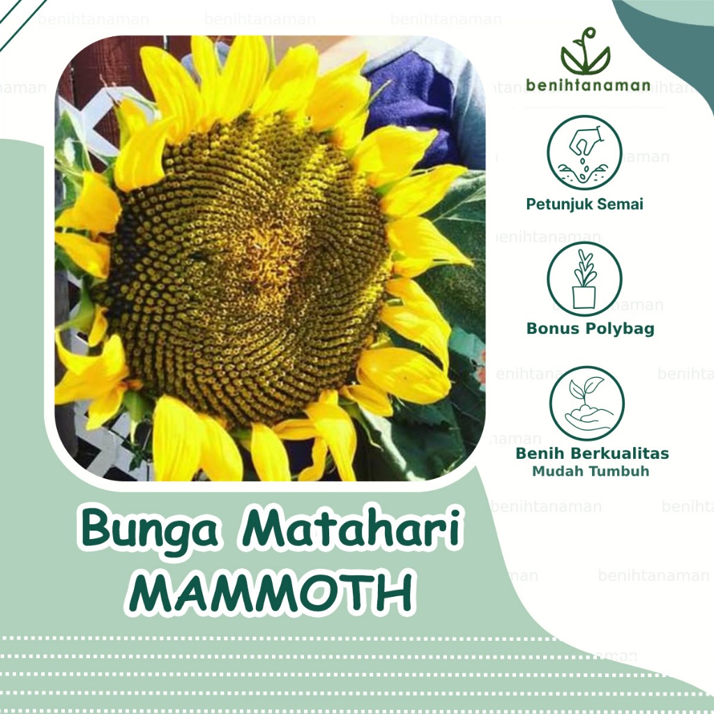 5 Biji - Benih Bunga Matahari Mammoth Grey Stripe, Bunga Matahari Besar Jumbo