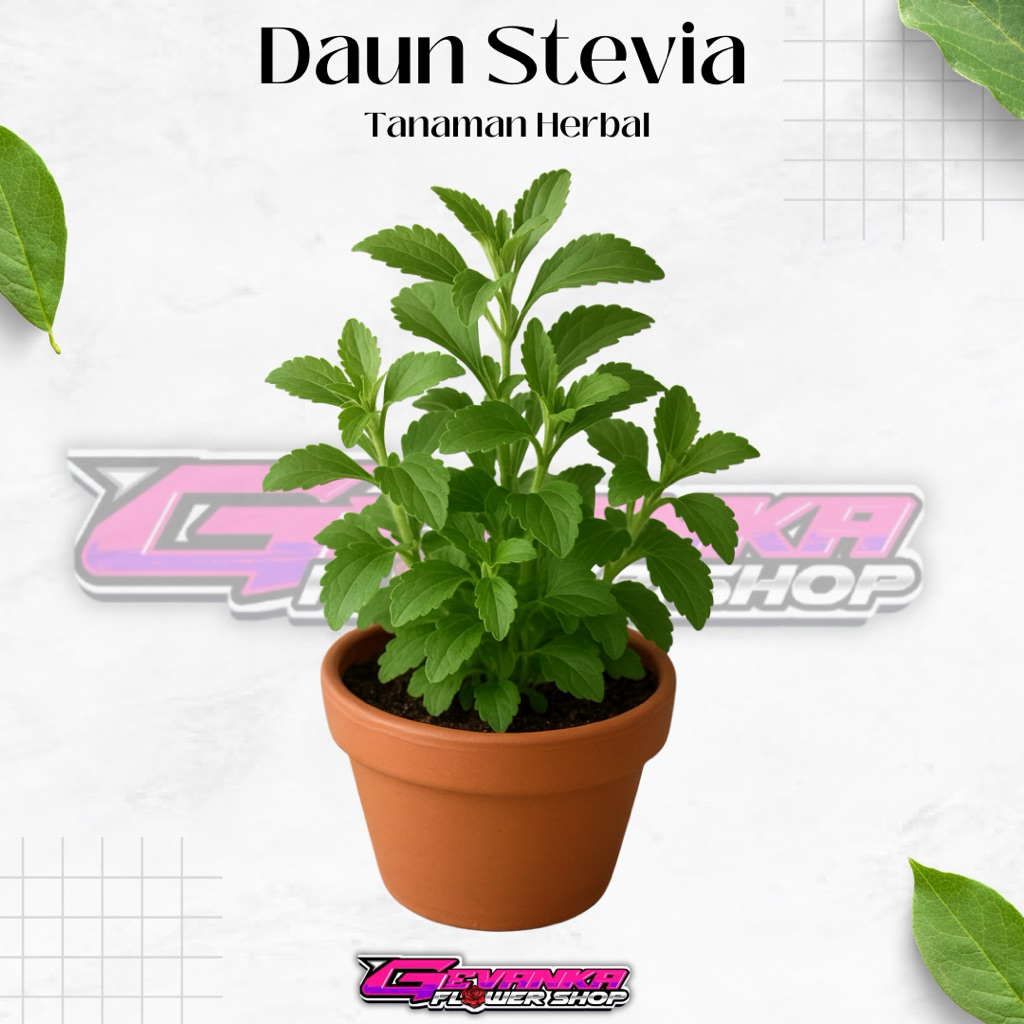Daun Herbal STEVIA - Bibit Tanaman Obat Stevia Daun Manis - Tanaman Stevia Pengganti Gula