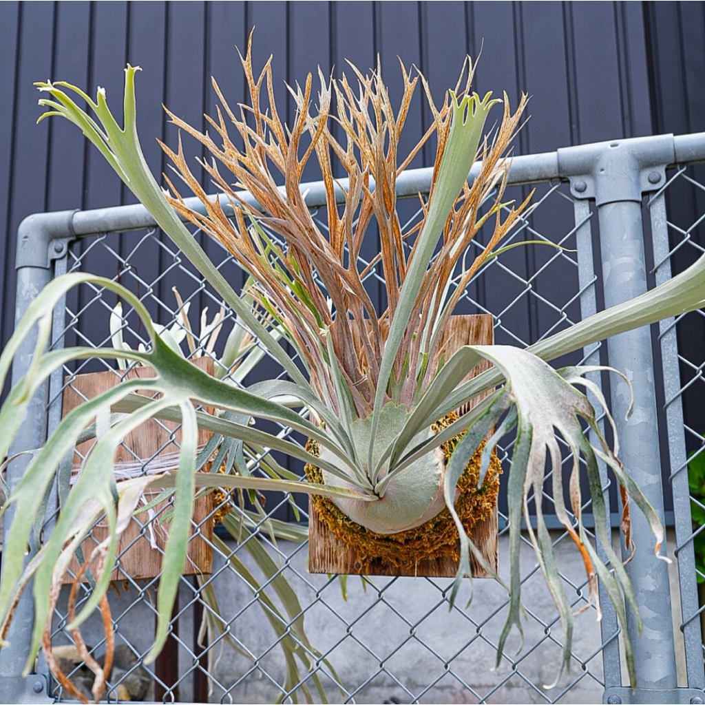 Tanaman Tanduk Rusa Platycerium ‘Auburn River’ - Size M