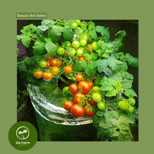 Benih Bibit Tomato Red Robin (10 biji)