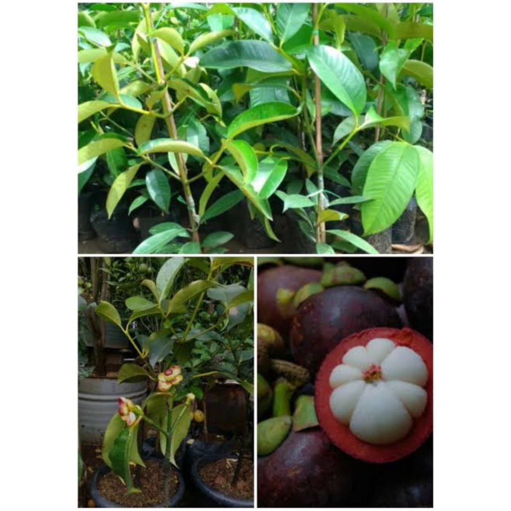 (COD) bibit pohon buah manggis - pohon manggis bibit