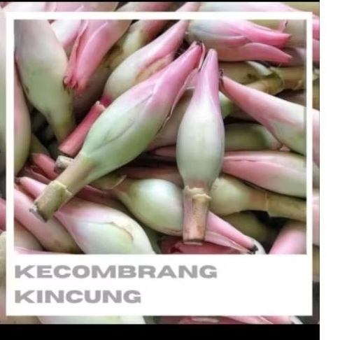 

Bunga Kecombrang/Bunga Rias/ Kincung