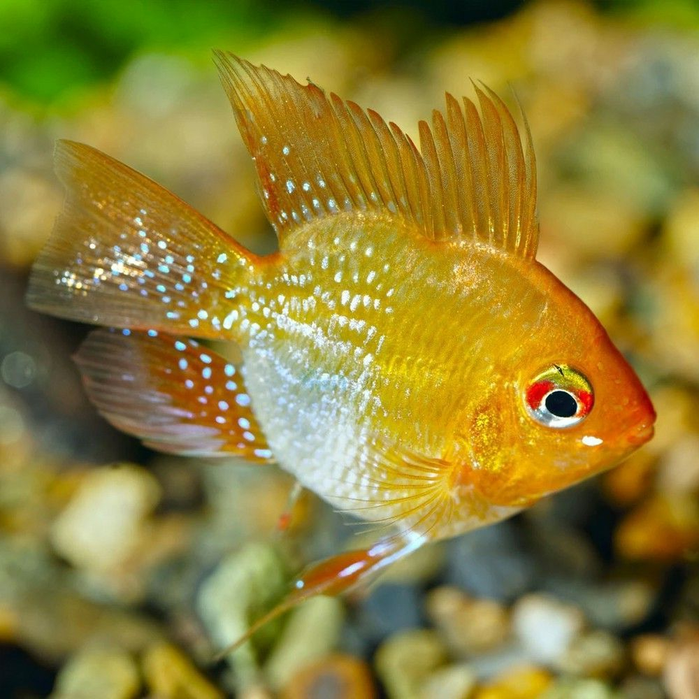 Ikan Hias Ramirezi Golden / Ikan Aquascape / Ikan Hias Air Tawar