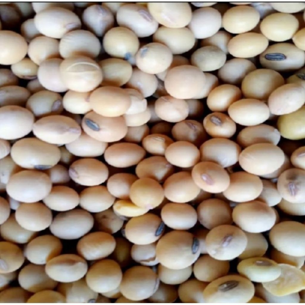 

kacang kedelai import/ super (grade A) soya bean
