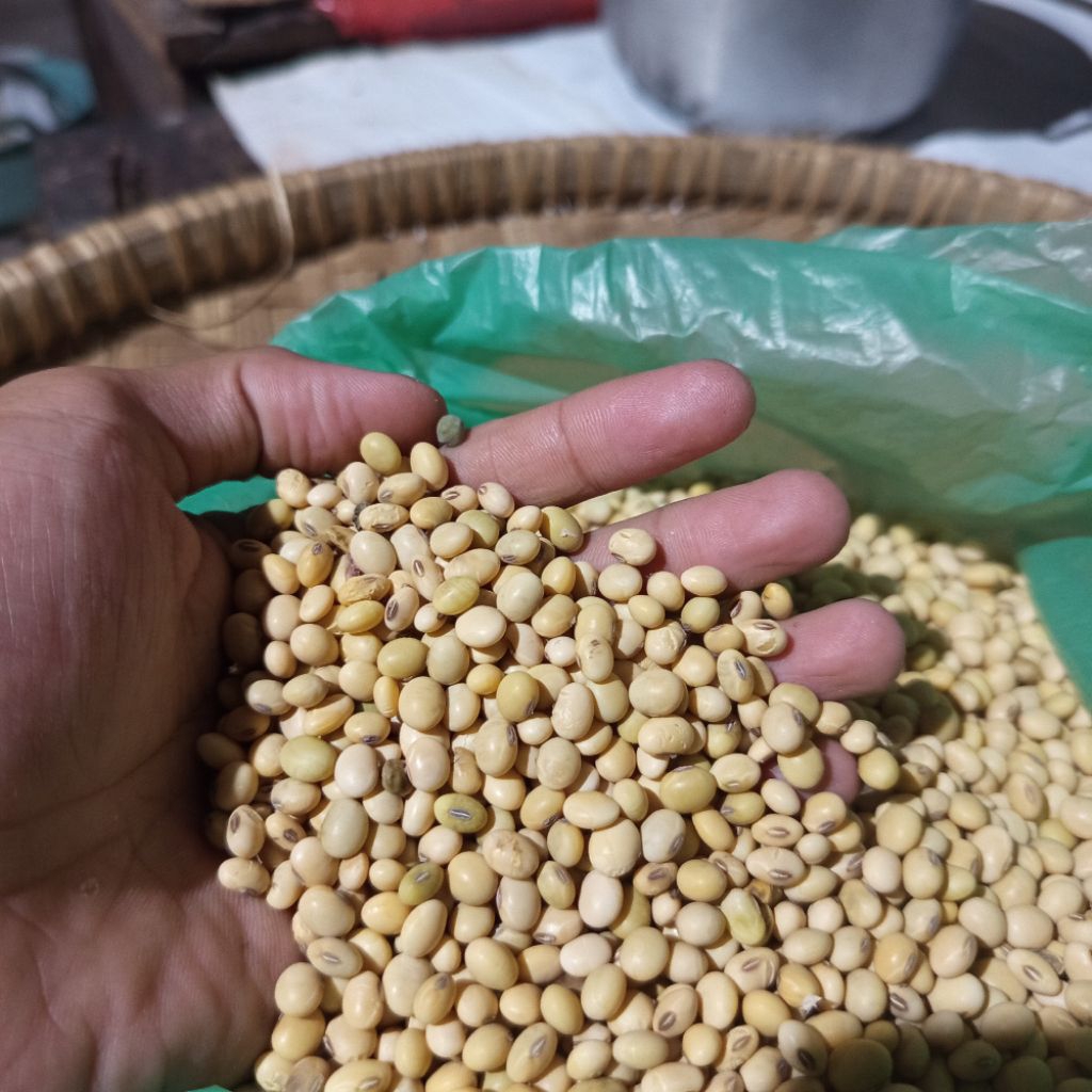 Kacang Kedelai Lokal Premium 1KG  - Bendol_Store