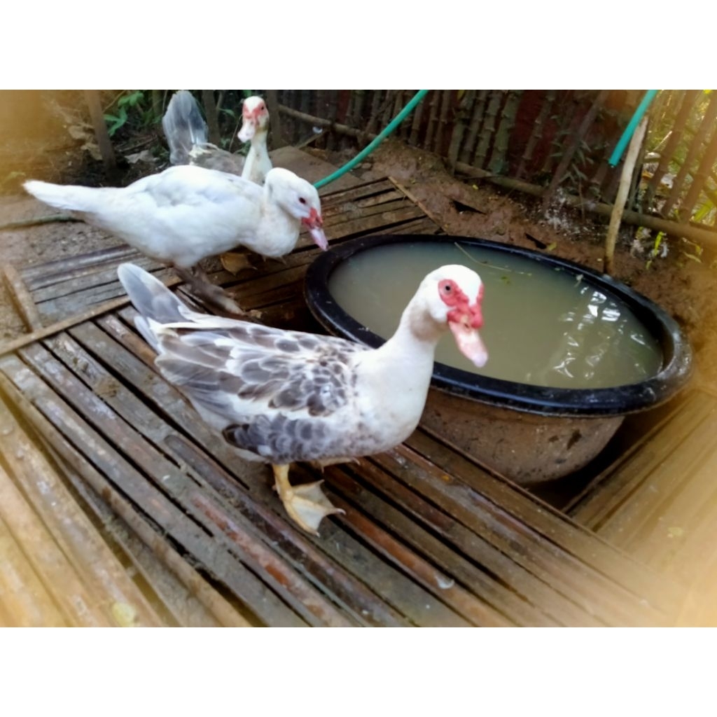 telur tetas entok rambon fertil