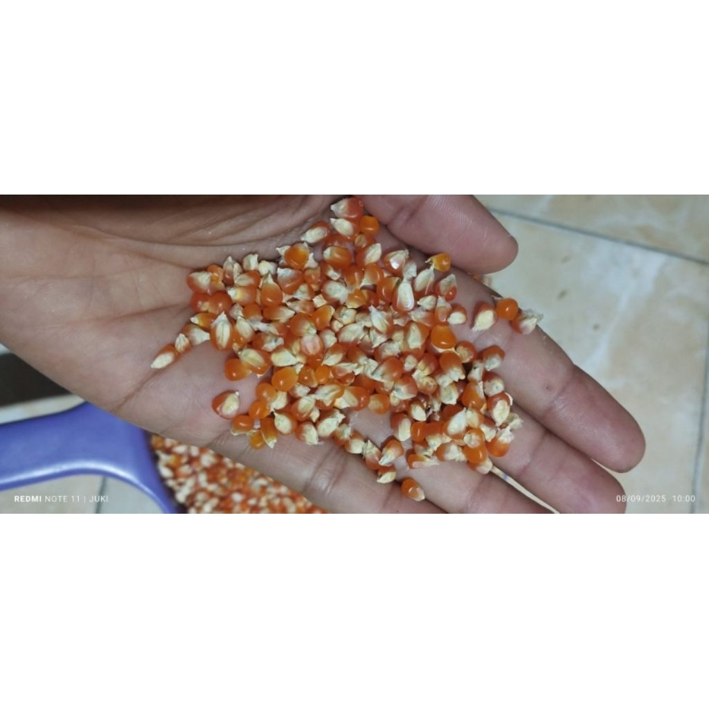 Jagung kristal super