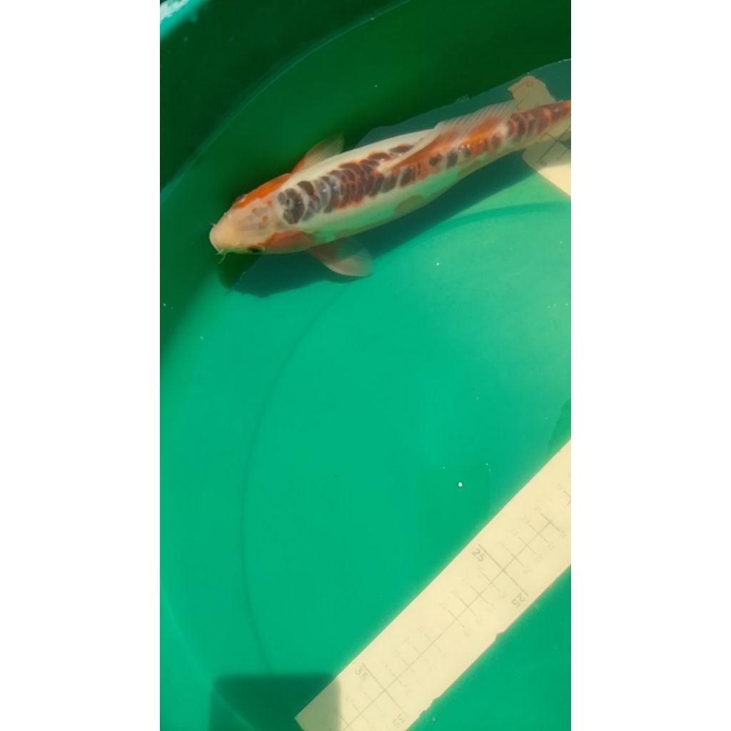 Ikan koi jenis Shusui 37cm asal Blitar