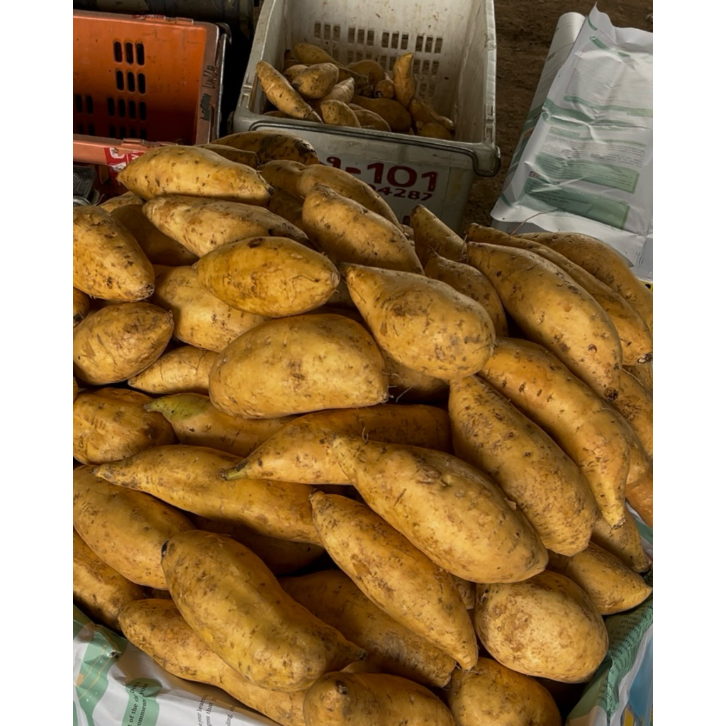 

Ubi Cilembu Madu (Mentah) 1 kg