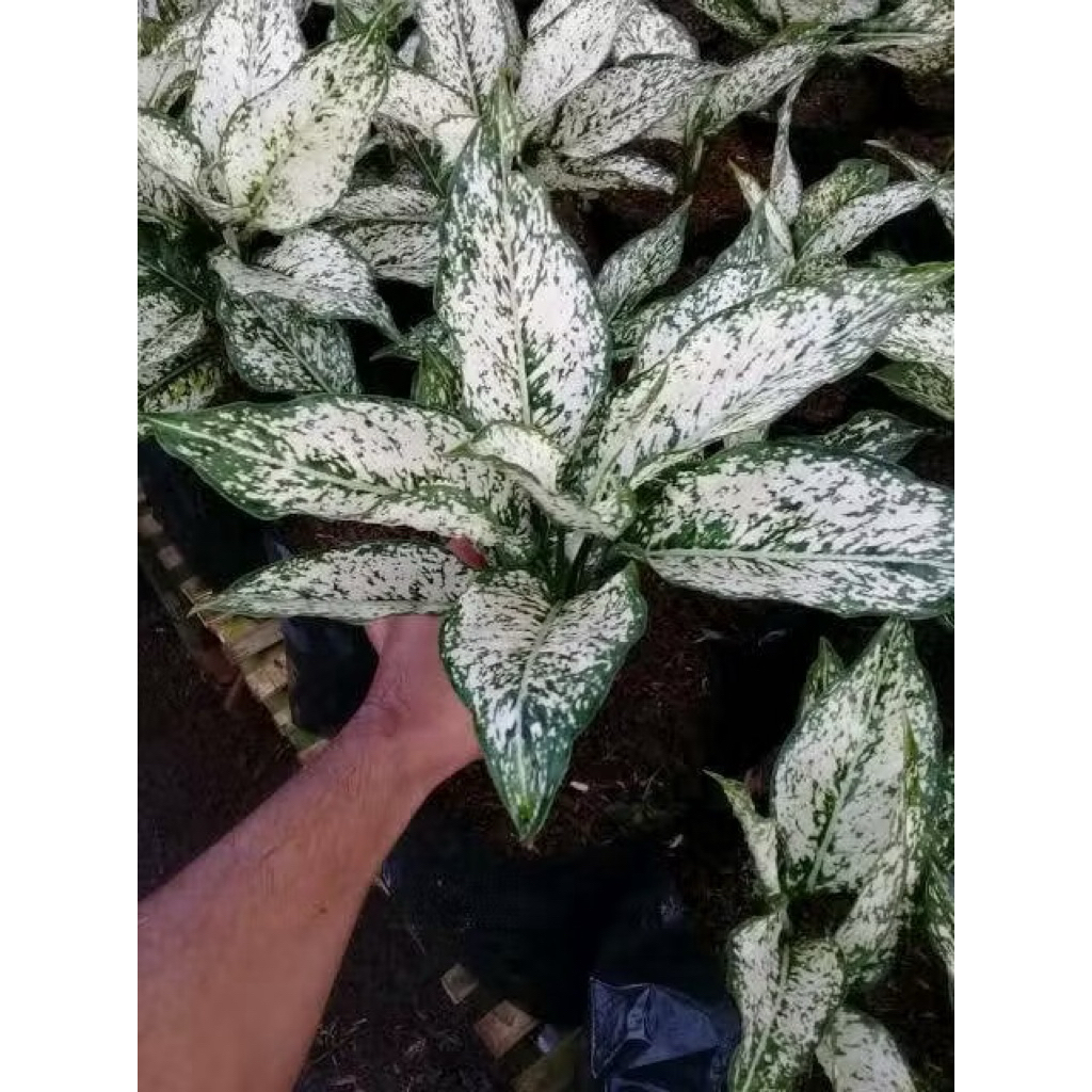 ( BISA COD ) Tanaman Hias Aglonema Snow White / Tanaman Aglonema Snow White / Tanaman Hidup Aglonema