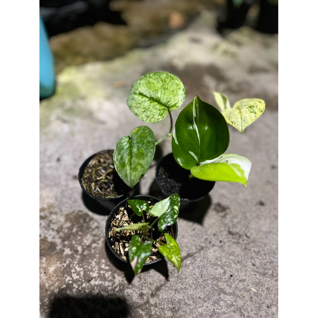 epipremnum giganteum albo varigata