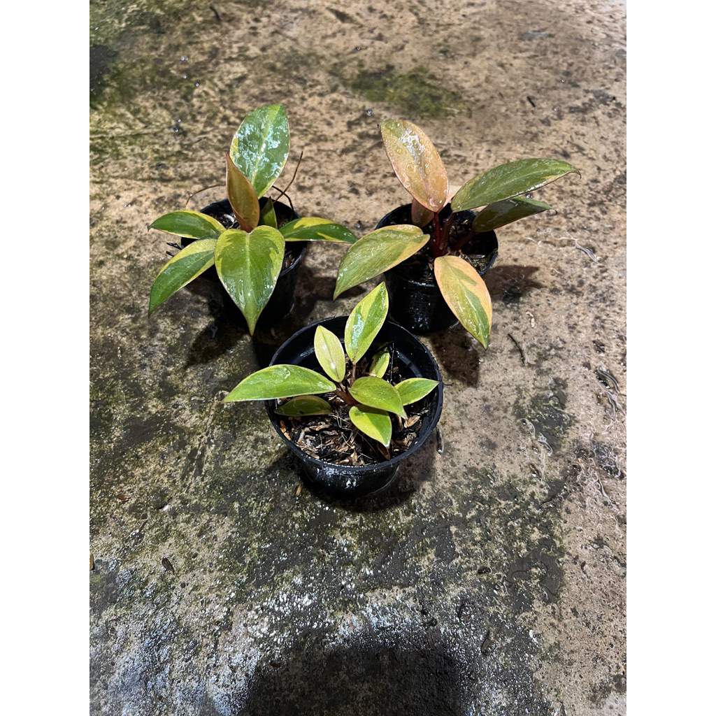 Philodendron Black Cardinal Variegata