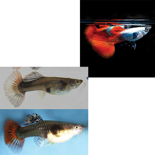 Ikan Hias Guppy PRTD / Guppy Platinum Red Tail / Ikan Aquascape / Ikan Hias Air Tawar